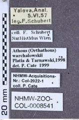 Etiketten zu Athous warchalowskii (NHMW-ZOO-COL-0008541)